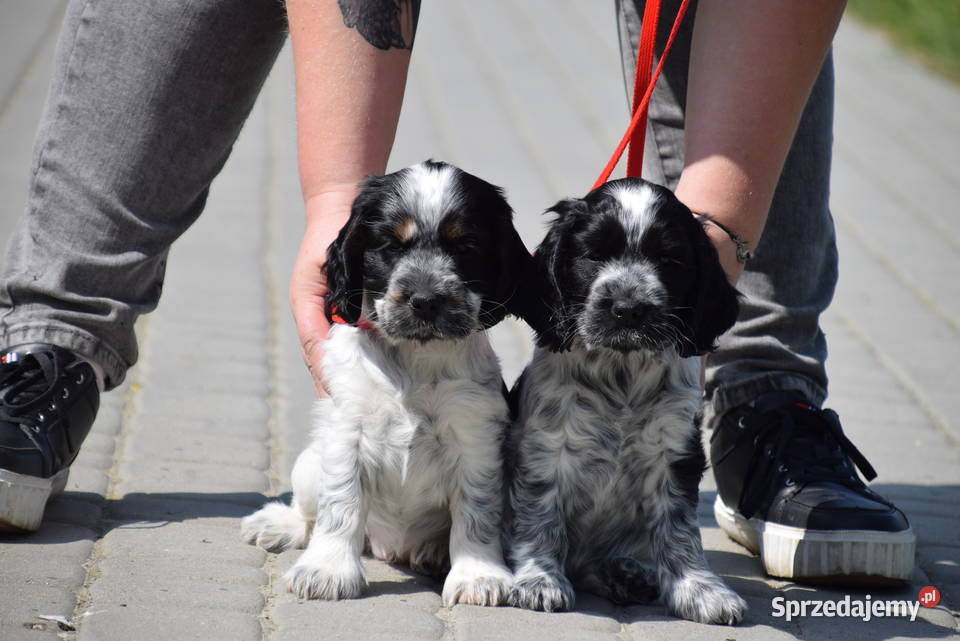 Cocker Spaniel Angielski Sczenięta FCI Nowy Sącz