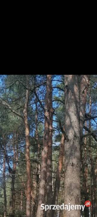 Sprzedam sosny na pniu Pozostałe Radom sprzedam