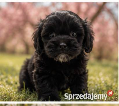 Maltipoo suczka Krapkowice