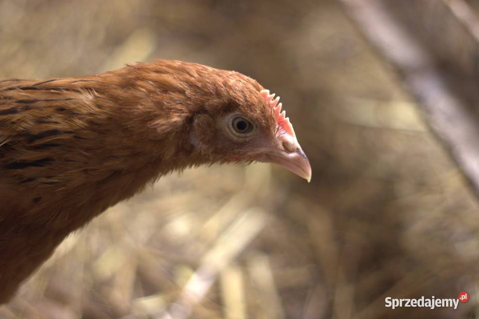 Kury nioski młode min Rosa Greenshell Darkshell Łaziska