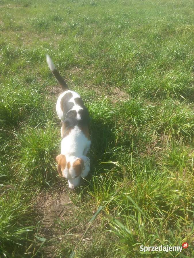 Beagle Ticolor pies ma dwa lata sprzedam