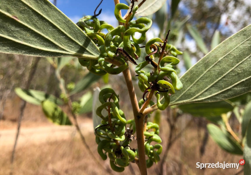 AKACJA HOLOSERICEA Acacia holosericea NASIONA
