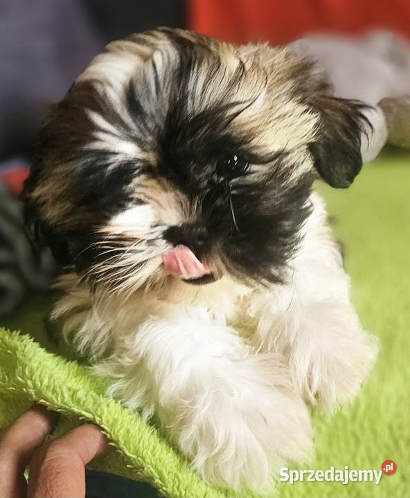 Shih Tzu chłopcy Częstochowa