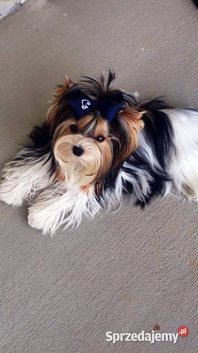 na sprzedaż dwaj śliczni chłopcy york biewer Gniezno sprzedam