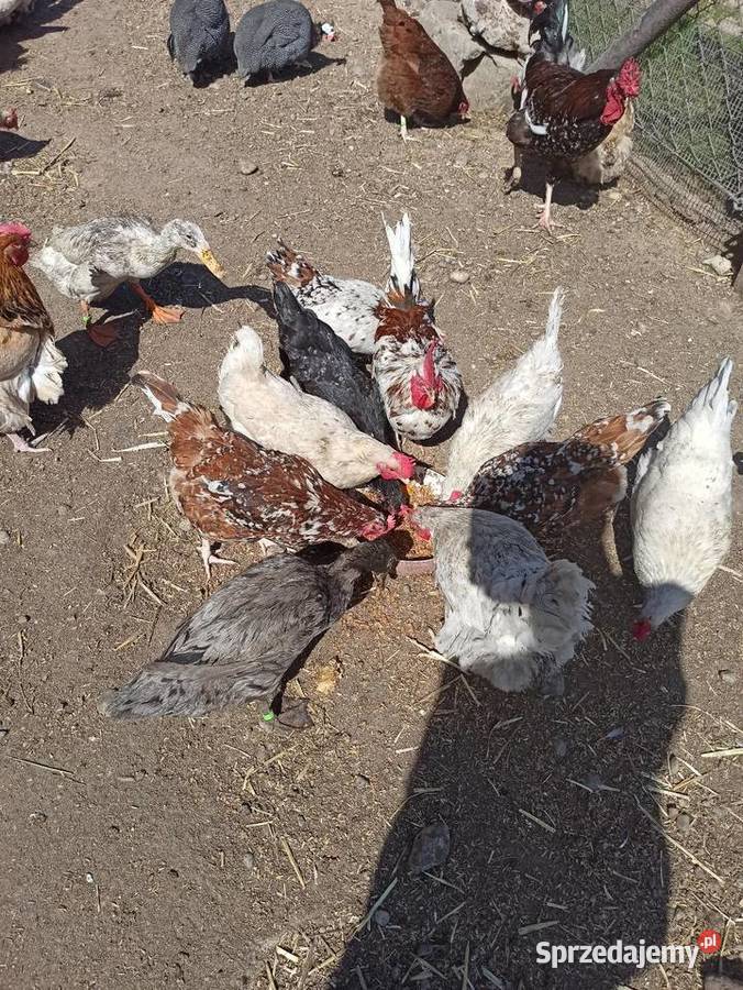 Jaja lęgowe kur mix ras zagrodowe teczanka Krupe
