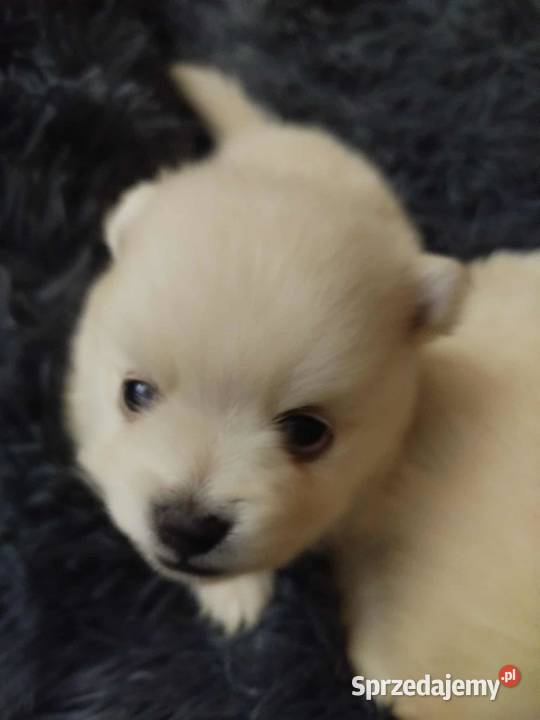 szpic mały do rezerwacji Skalbmierz sprzedam