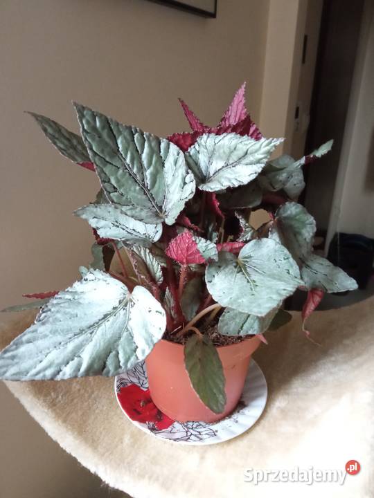 A może fiołka begonię Białystok sprzedam