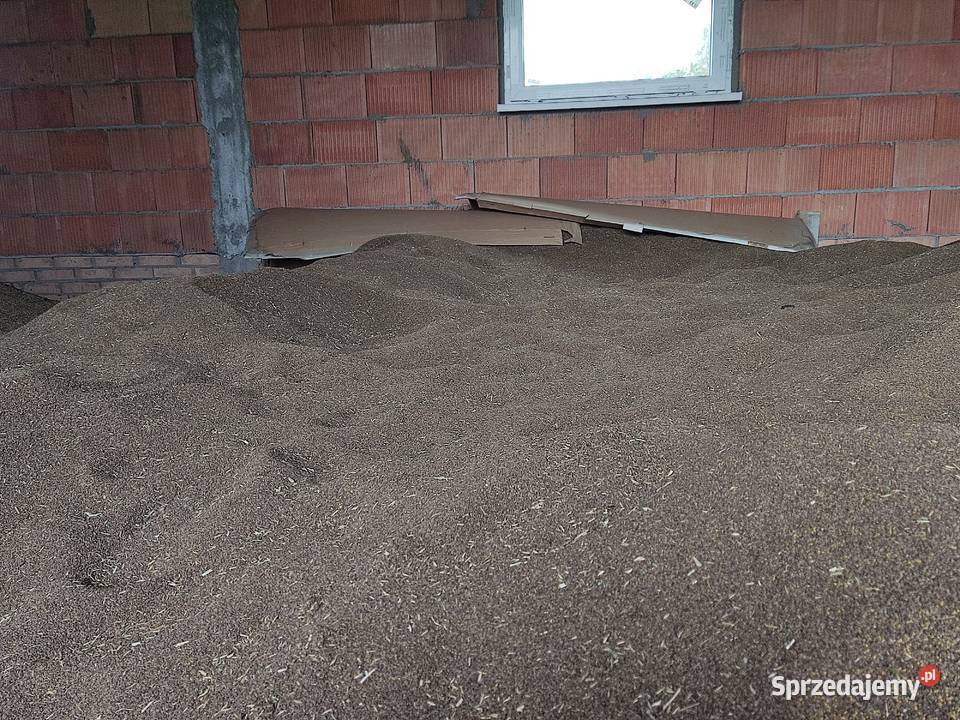 Nostrzyk biały dwuletni 2022 Przanowice sprzedam