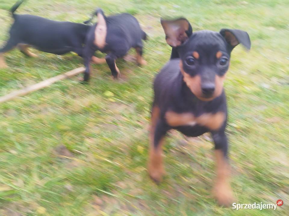 Pinczery miniaturowe Psy Stary Dzików sprzedam