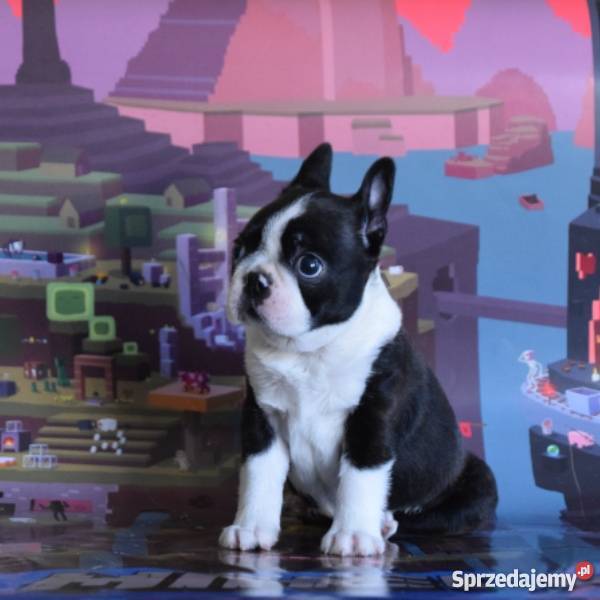 Boston Terrier piesek