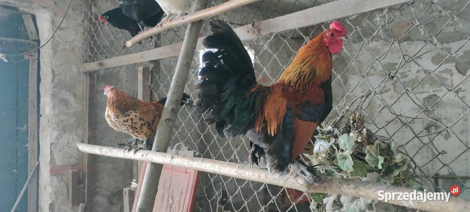 Kury karzełki liliputki Drób i ptactwo Tokarówka