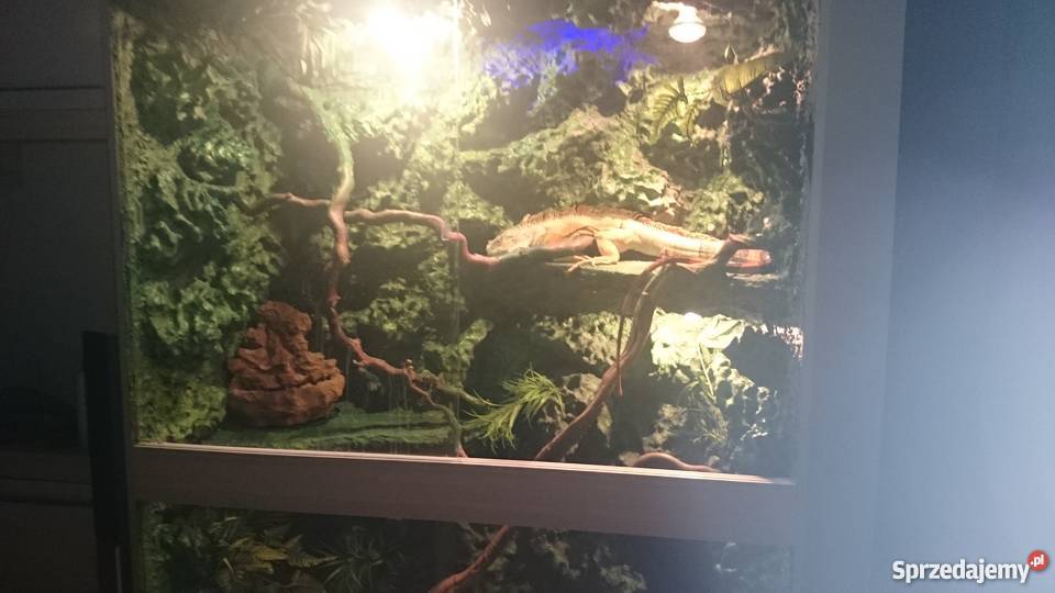 Terrarium z legwanem zielonym odmiana red opolskie Nysa