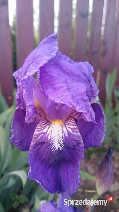 Kosaciec Irys mix kolorów Lublin