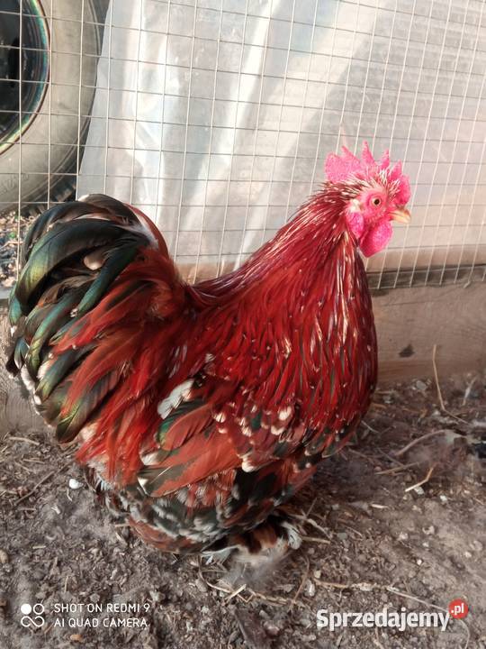 Kochin miniaturka porcelanowy para lubelskie sprzedam