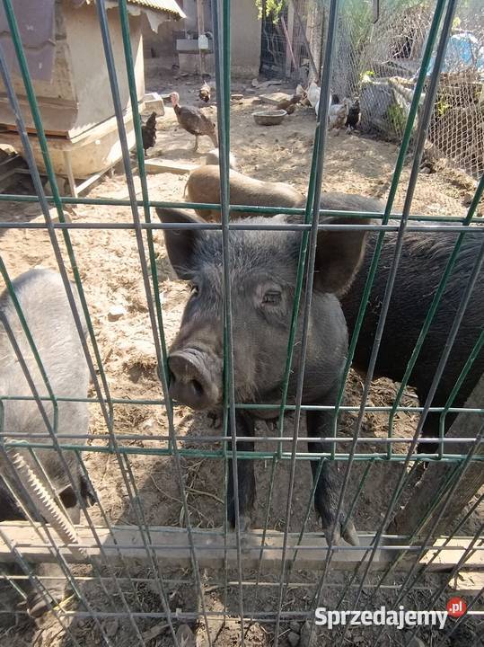 Świnio dziki wychowane z kurkami małopolskie