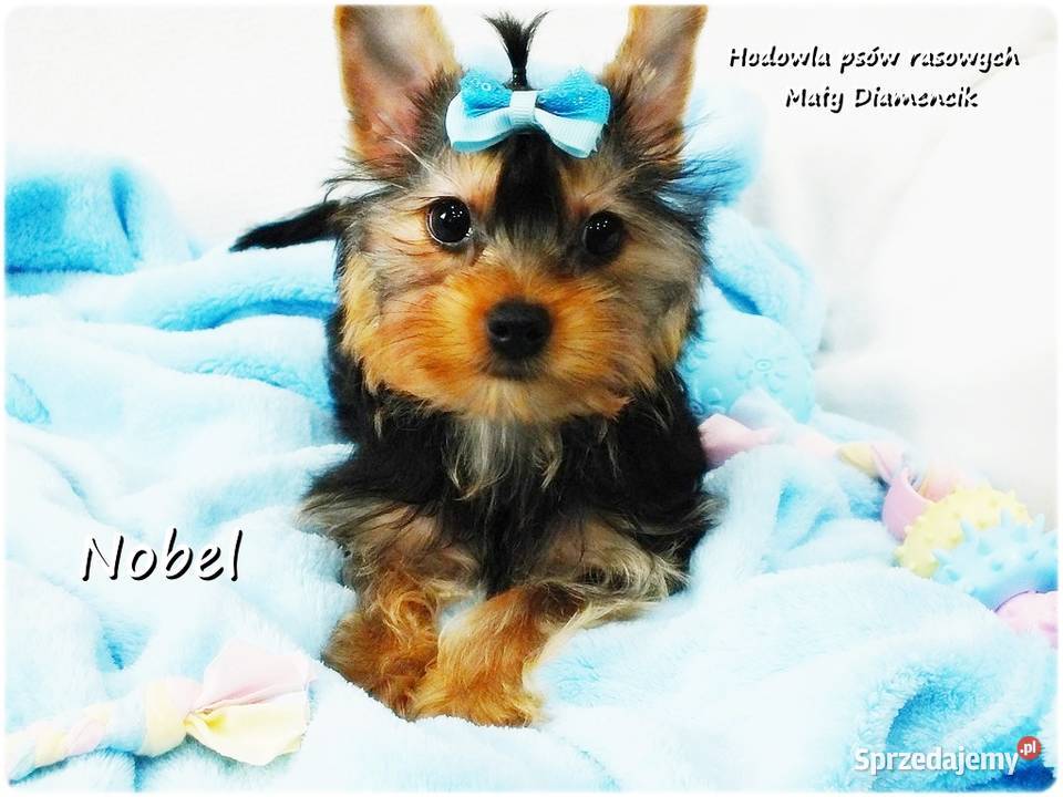 Yorkshire Terrier Malutki Mini Piesek NOBEL z Żary