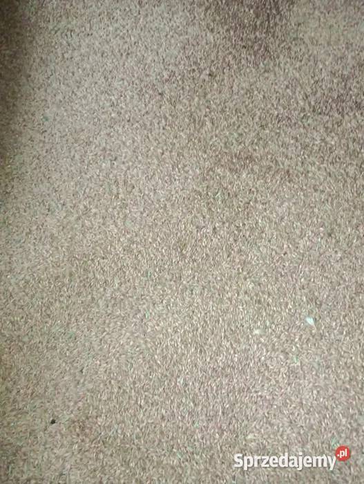 Pszenica i Pszenżyto ozime 2025 Staniszewskie