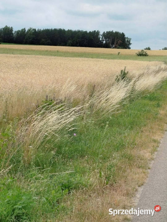 Działka z lasem i sadzawką teren z potencjałem rolna Sokółka