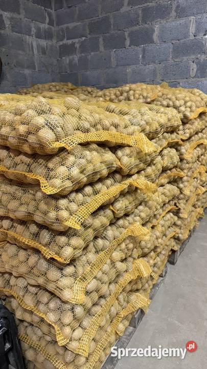 Ziemniaki sadzeniaki sprzedam