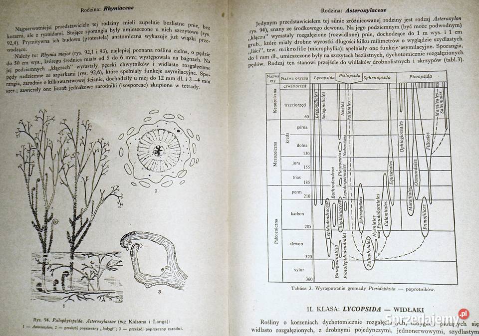 Zarys systematyki roślin Jakub Mowszowicz