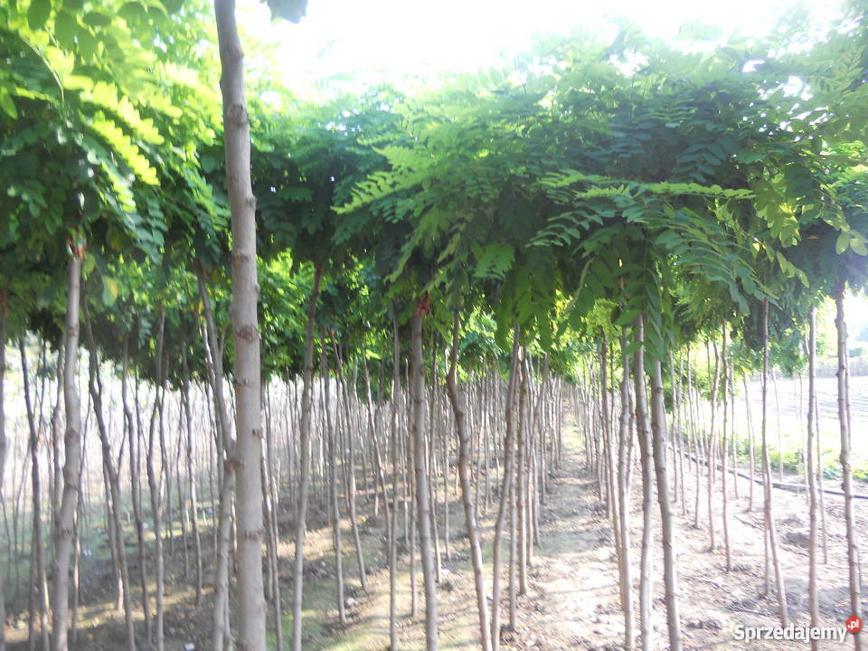 drzewka szczepione akacja klon Kramsk
