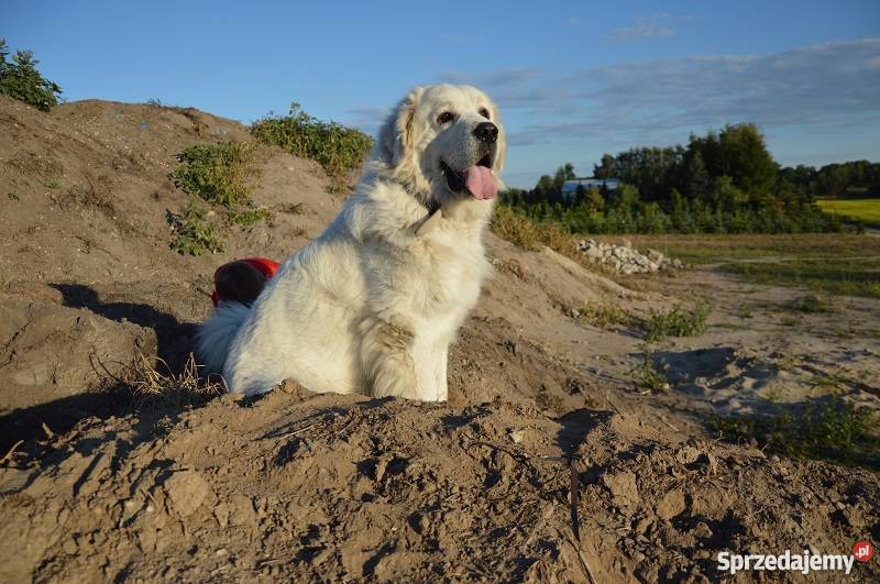 Owczarek Podhalański REPRODUKTOR krycia Grójec