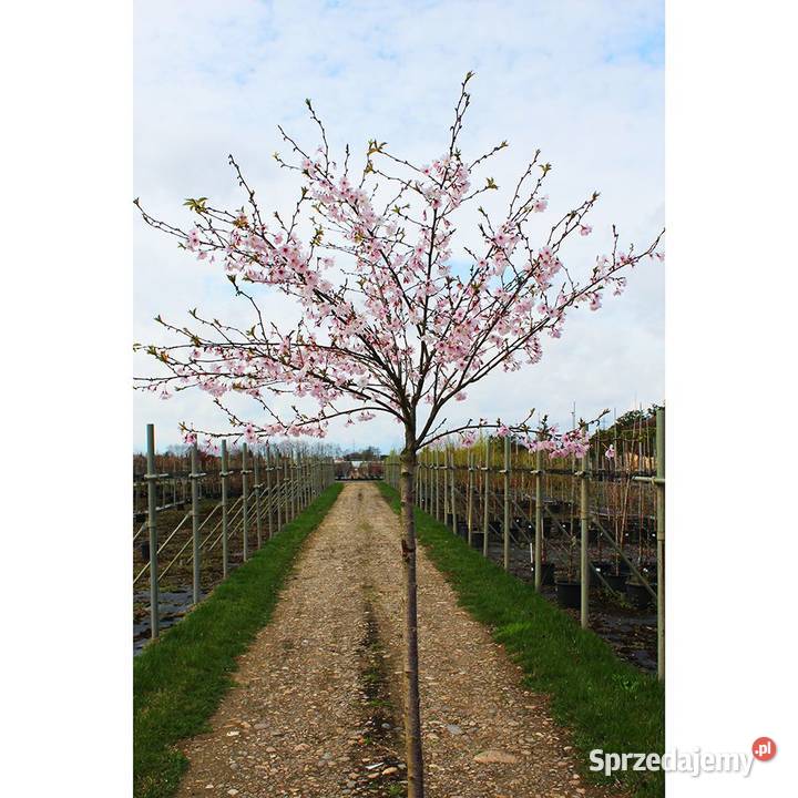 drzewa liściaste nasadzenia zastępcze solitery Łódź