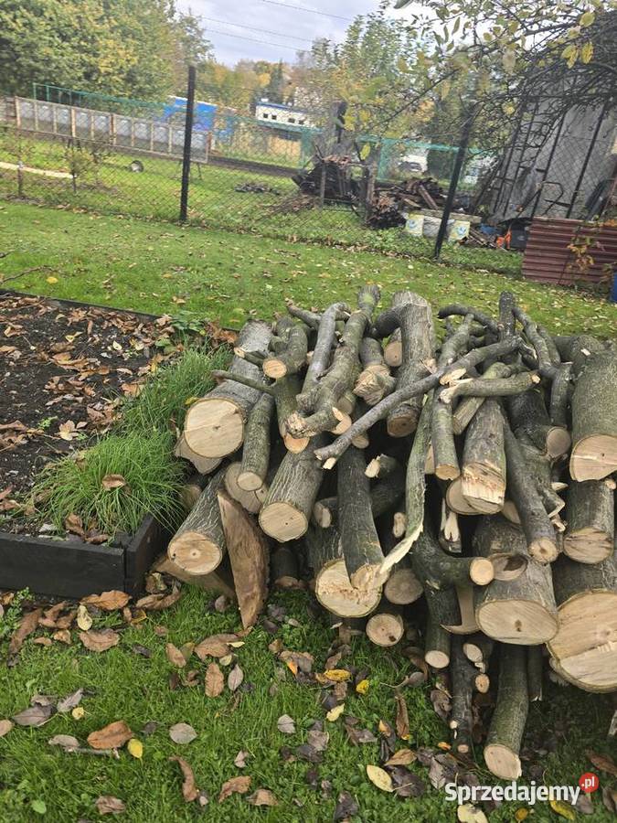 Ścięte drzewo orzecha wloskiego Bielsko-Biała