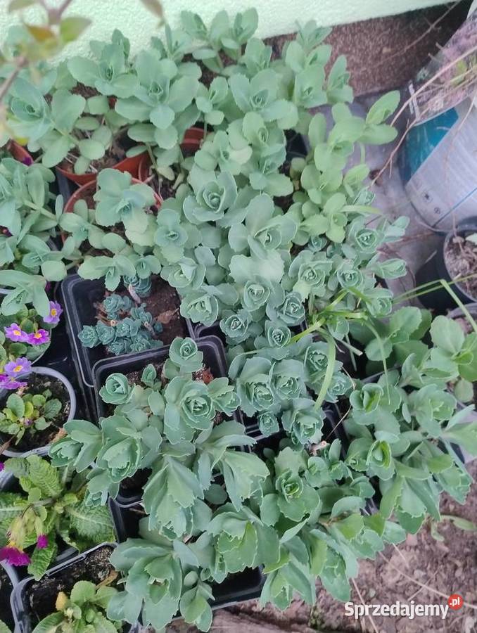 Rośliny do ogrodu z własnych nadwyżek Nisko sprzedam