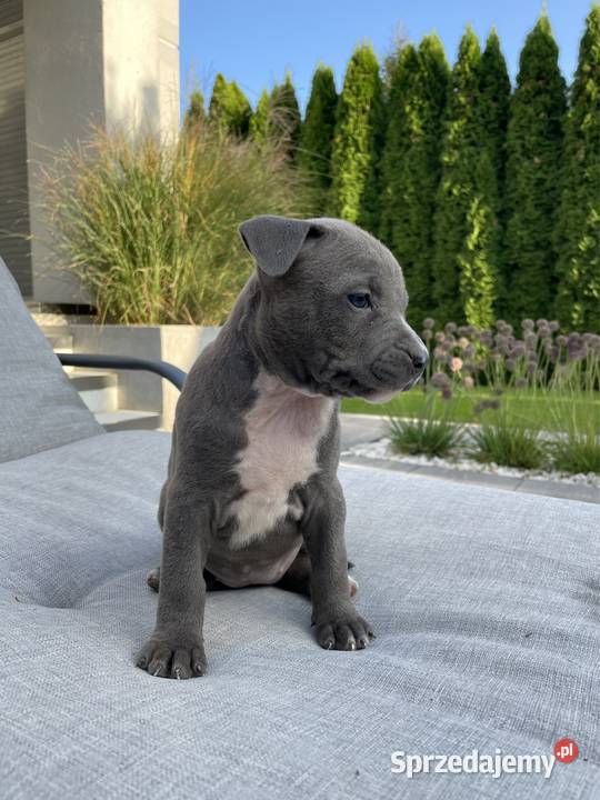 Amstaff piesek American Staffordshire Terrier Amstaff Wolsztyn