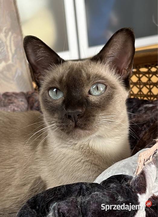 Kot tonkijski kocięta tonkijskie syjamski Jelenia Góra