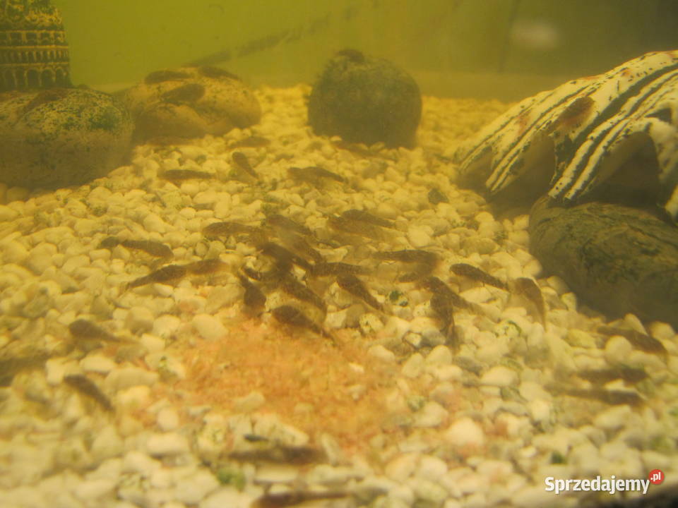 Młode glonojady kujawsko-pomorskie Toruń