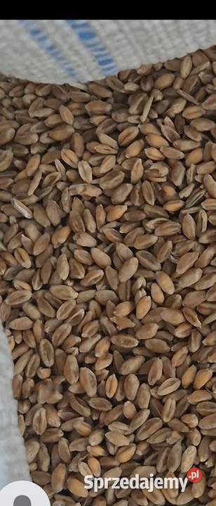 Pszenica ozima kur gołębi Rozprza