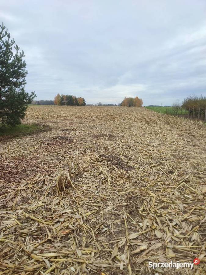 Kombajn Ferguson 520 heder do kukurydzy i zboża łódzkie