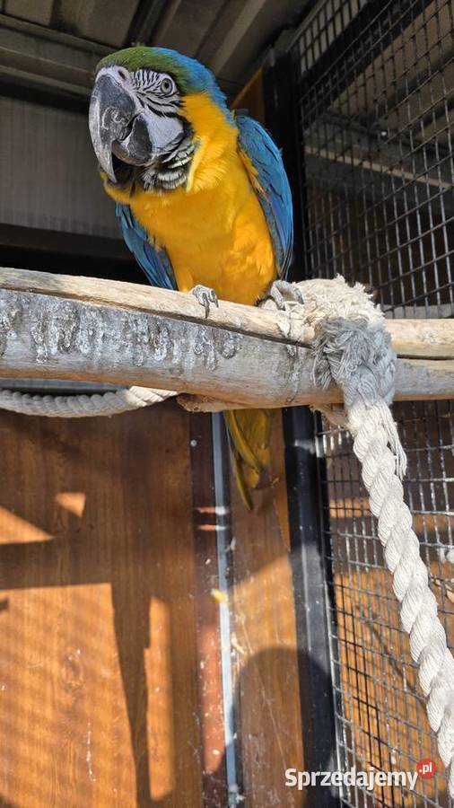 Ara Ararauna Ornontowice