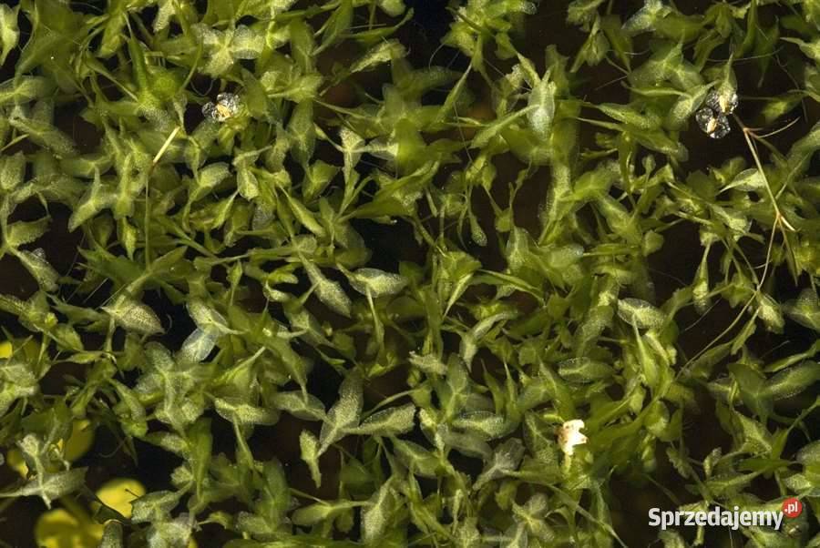 Rzęsa trójrowkowa Jasło