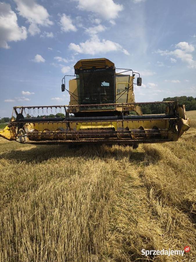 Holland tf 42 plus hedre do kukurydzy