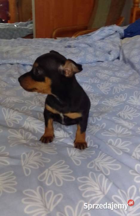 Pinczerek miniaturka suczka i piesek Wawrzeńczyce sprzedam
