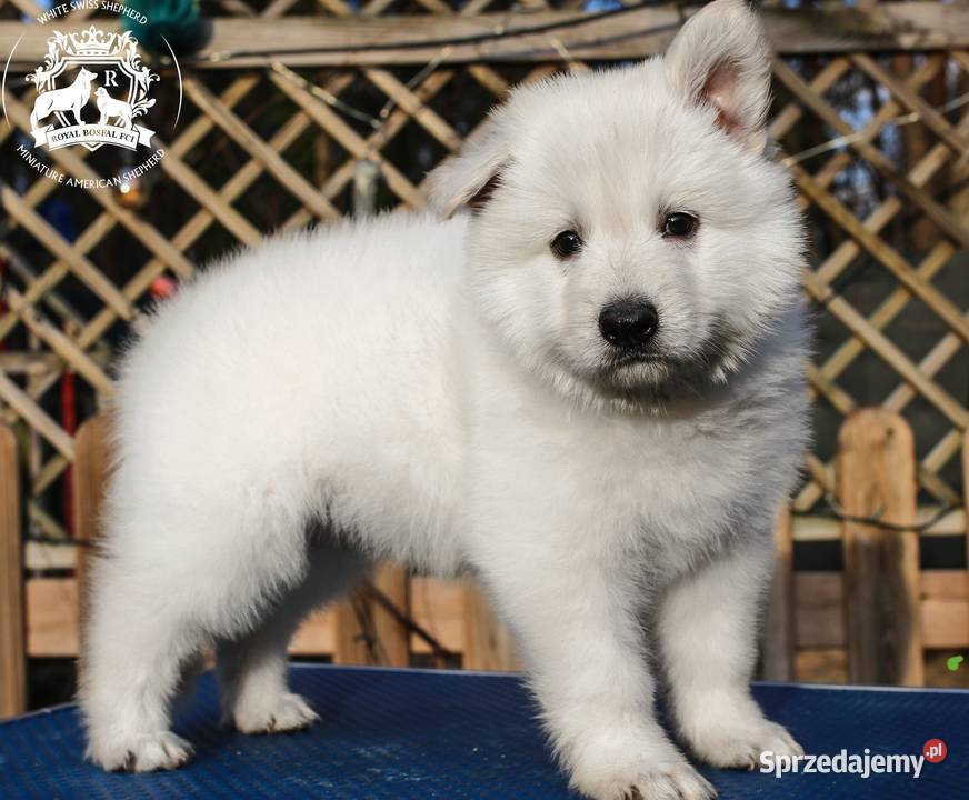 Biały Owczarek Szwajcarski FCIZKwP Warszawa