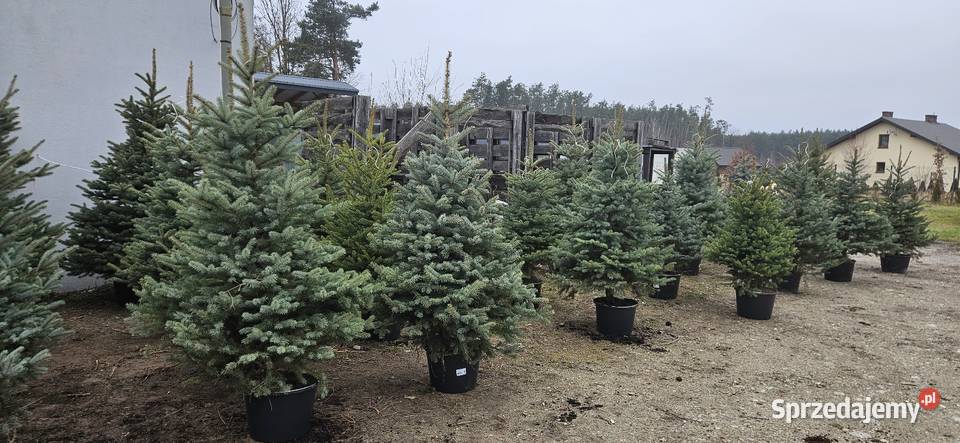 Choinki z korzeniami w donicach Brzóza