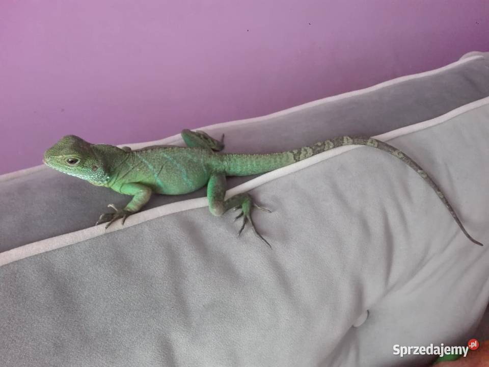 Agama Błotna Zielona Bartoszyce