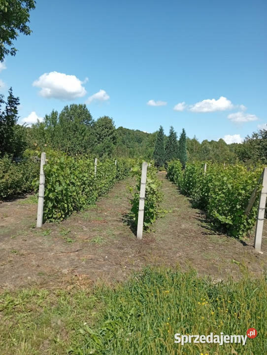 Sprzedam działkę budowlaną Ludwinów