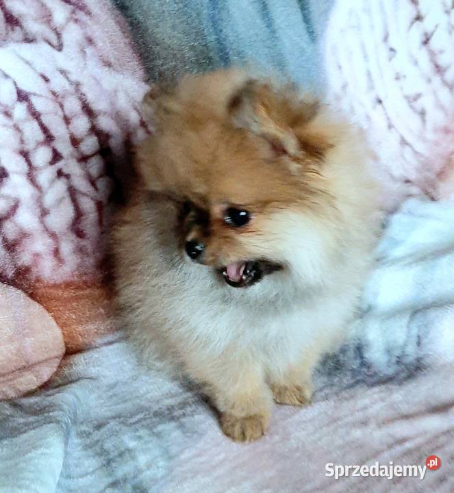 Szpic miniaturowy pomeranian Pabianice