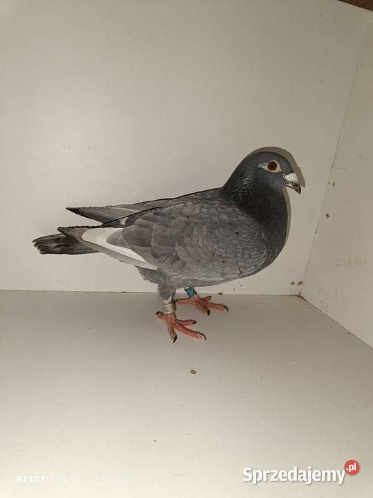 Gołębie pocztowe likwidacja hodowli Włocławek