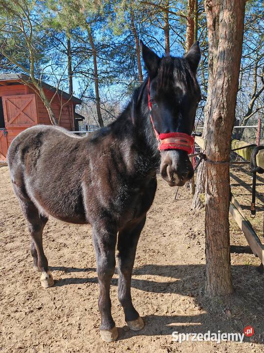 Ogierek śląski pełny papier Latino Konie Sulmierzyce