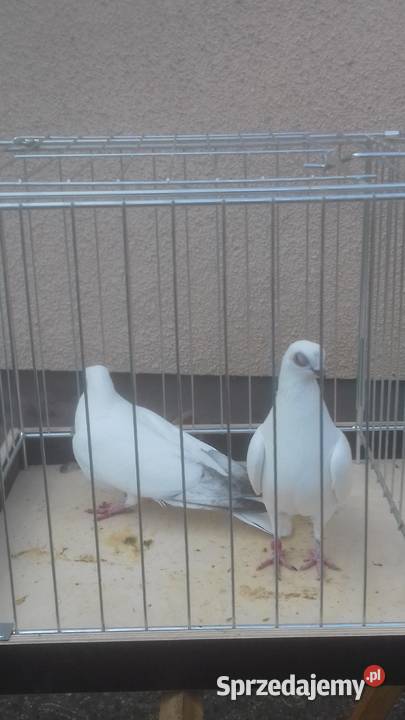 Gołębie rasowe ozdobne WINERKI młode Strzyżów sprzedam