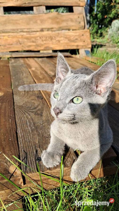 Kocurek Rosyjski Niebieski dolnośląskie Jaczów
