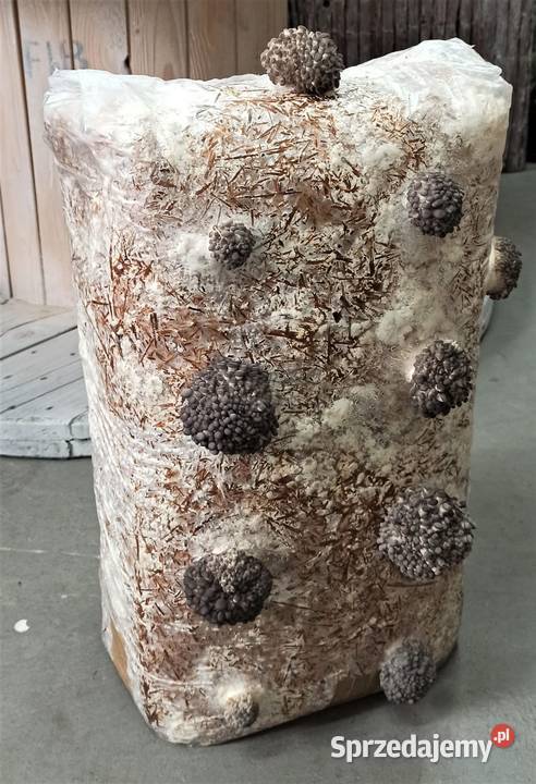 Grzybnia BOCZNIAKA duża kostka około 15 HIT Rolnictwo Cieszyn