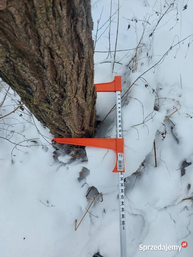 Słupy AkacjowePlantacja Chmielowa