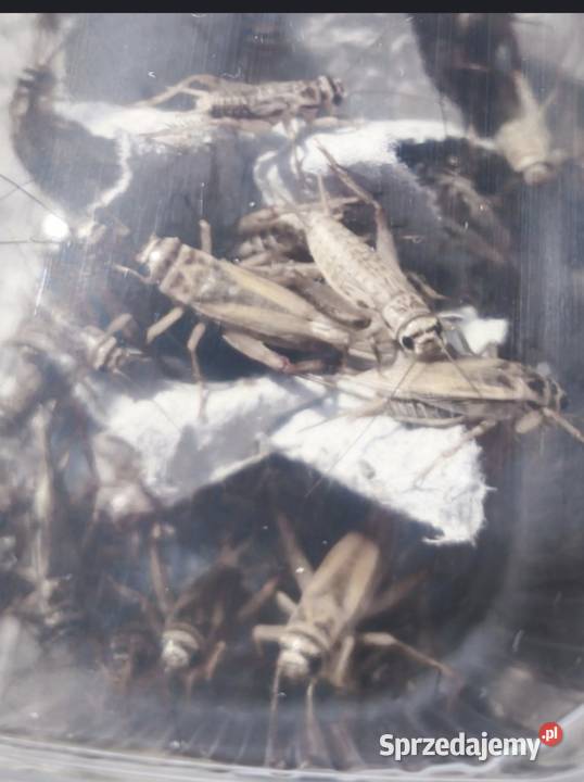 Świerszcze Domowe i Inne Karmy Dostawa Co Gady i płazy Dzierżoniów